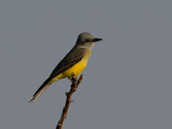 Tropische koningstiran (Tyrannus melancholicus)